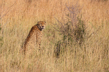 Gepard / Cheetah / Acinonyx jubatus © Ludwig