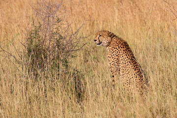 Gepard / Cheetah / Acinonyx jubatus © Ludwig