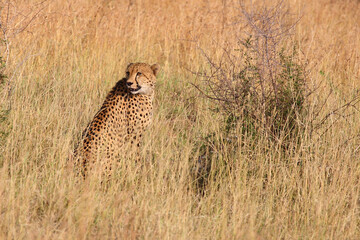 Gepard / Cheetah / Acinonyx jubatus