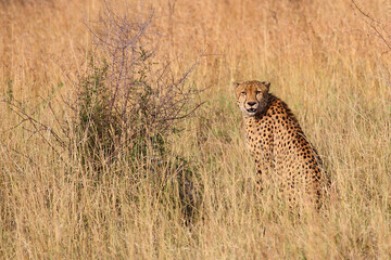 Gepard / Cheetah / Acinonyx jubatus © Ludwig