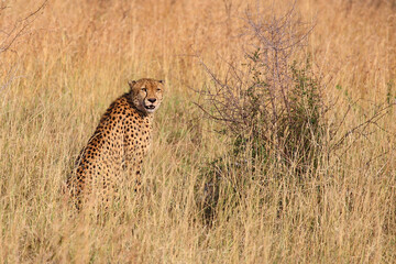 Gepard / Cheetah / Acinonyx jubatus © Ludwig