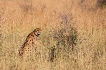 Gepard / Cheetah / Acinonyx jubatus..