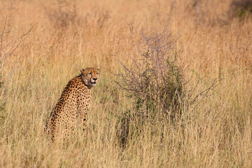Gepard / Cheetah / Acinonyx jubatus.. © Ludwig