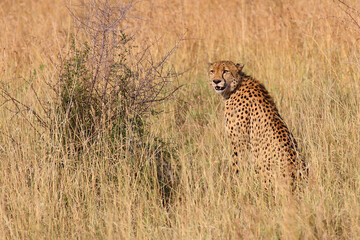 Gepard / Cheetah / Acinonyx jubatus © Ludwig
