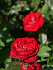 Rote Rosenbüten im Park