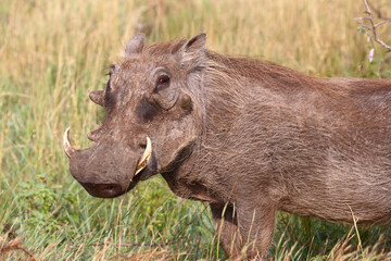 Warzenschwein / Warthog / Phacochoerus africanus..