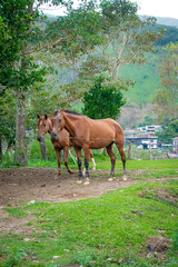 Obraz premium Sad and Thin Horses Behind a Chain Link Fence Overlooking the Countryside