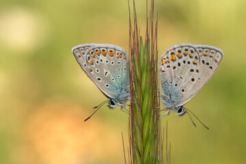 Macro shots, Beautiful nature scene. Closeup beautiful butterfly sitting on the flower in a summer garden.