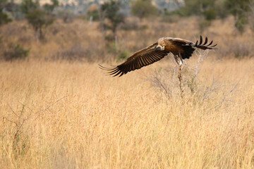 Obraz premium Weißrückengeier / White-backed vulture / Gyps africanus.