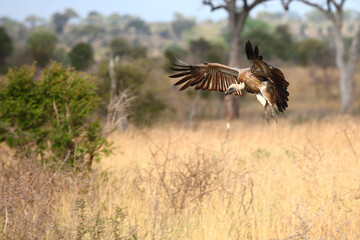 Weißrückengeier / White-backed vulture / Gyps africanus.