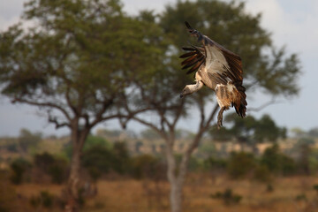 Weißrückengeier / White-backed vulture / Gyps africanus.