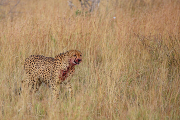 Gepard / Cheetah / Acinonyx jubatus.. © Ludwig