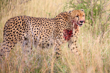 Gepard / Cheetah / Acinonyx jubatus.. © Ludwig