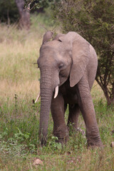 Fototapeta premium Afrikanischer Elefant / African elephant / Loxodonta africana