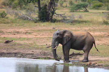 Fototapeta na wymiar Afrikanischer Elefant am Kumana Damm / African elephant at Kumana Dam / Loxodonta africana