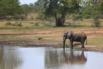 Obraz premium Afrikanischer Elefant am Kumana Damm / African elephant at Kumana Dam / Loxodonta africana