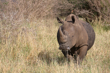 Breitmaulnashorn und Rotschnabel-Madenhacker / Square-lipped rhinoceros and Red-billed oxpecker /...