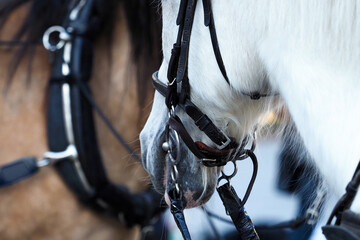Close up of harnessed white horse with harness tack, shallow depth of field
