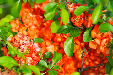 Closeup of flowering of Japanese quince or Chaenomeles japonica tree in spring. Red flowers