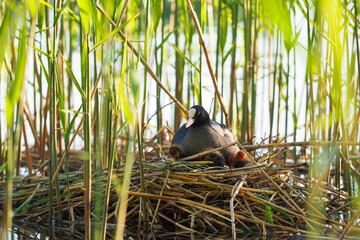Coot or Fulica atra in nest with chicks. Mother coot on her nest in the reed beds © ANGHI