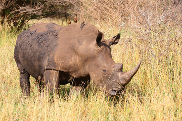 Fototapeta premium Breitmaulnashorn und Rotschnabel-Madenhacker / Square-lipped rhinoceros and Red-billed oxpecker / Ceratotherium simum et Buphagus erythrorhynchus.