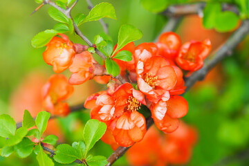 Japanese quince or Chaenomeles japonica tree in spring. Red flowers