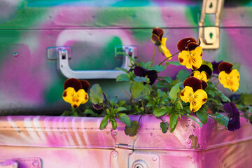 Landscaping. Blooming flower bed inside an old suitcases, pansies flowers. Viola tricolor, hortensis. Unusual use of old things