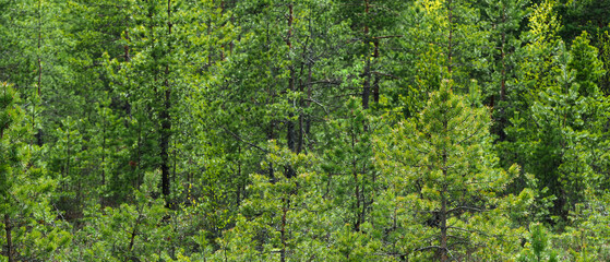 Panoramic view of a young pine forest in spring. Coniferous forest landscape