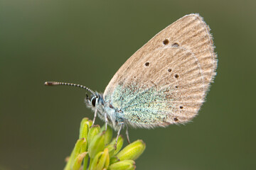 Macro shots, Beautiful nature scene. Closeup beautiful butterfly sitting on the flower in a summer garden.