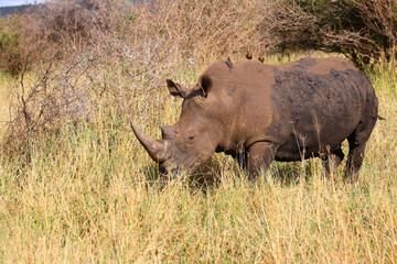 Breitmaulnashorn und Rotschnabel-Madenhacker / Square-lipped rhinoceros and Red-billed oxpecker /...
