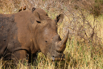 Fototapeta premium Breitmaulnashorn und Rotschnabel-Madenhacker / Square-lipped rhinoceros and Red-billed oxpecker / Ceratotherium simum et Buphagus erythrorhynchus.