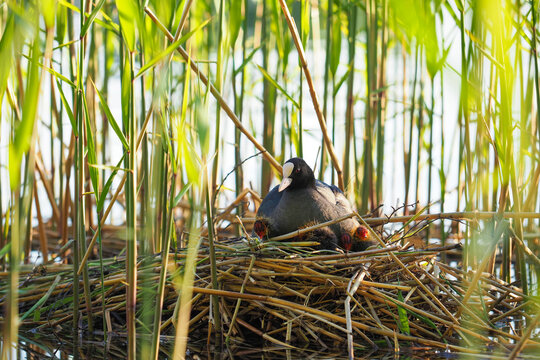 Coot or Fulica atra in nest with chicks. Mother coot on her nest in the reed beds