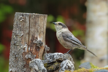 Gray Jay or Canada Jay in Alaska