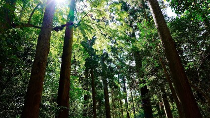Naklejka premium 和多都美神社の裏参道の林