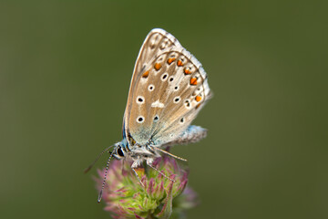 Macro shots, Beautiful nature scene. Closeup beautiful butterfly sitting on the flower in a summer garden.