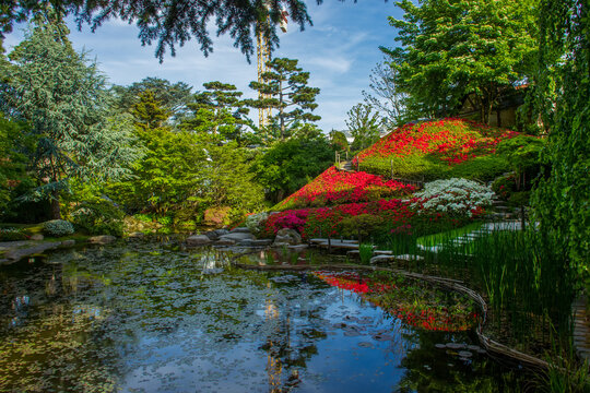 Idyllic view on   rododendron hill  of red and white flowers of these bushes in Paris in japanese garden ( part) in Paris