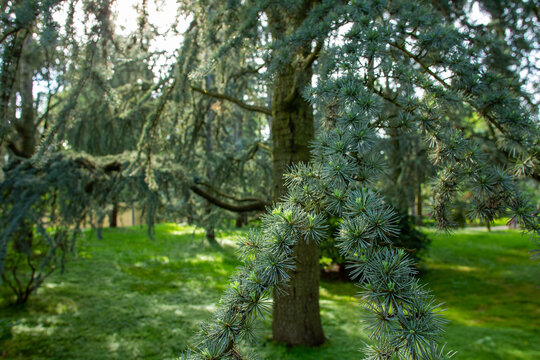 Good larch needles in Albert Kahn Park  in  japanese garden in Paris