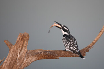 Graufischer / Pied kingfisher / Ceryle rudis
