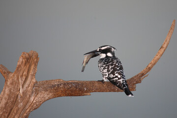 Graufischer / Pied kingfisher / Ceryle rudis