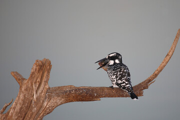Graufischer / Pied kingfisher / Ceryle rudis