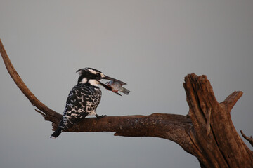 Graufischer / Pied kingfisher / Ceryle rudis