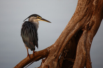 Fototapeta premium Afrikanischer Graureiher / Grey heron / Ardea cinerea