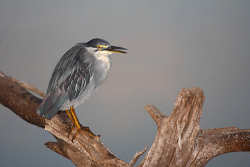 Mangrovenreiher / Green-backed heron / Butorides striatus