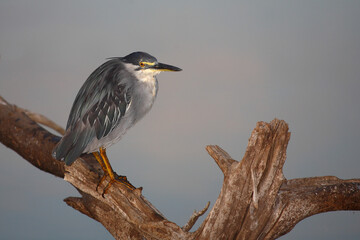 Mangrovenreiher / Green-backed heron / Butorides striatus
