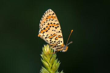 Macro shots, Beautiful nature scene. Closeup beautiful butterfly sitting on the flower in a summer garden.