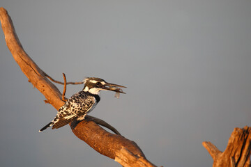 Graufischer / Pied kingfisher / Ceryle rudis