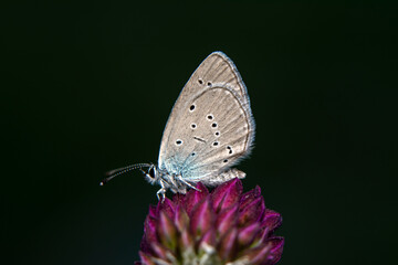 Macro shots, Beautiful nature scene. Closeup beautiful butterfly sitting on the flower in a summer garden.