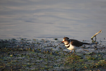 Dreibandregenpfeifer / Three-banded plover or Three-banded sandplover / Charadrius tricollaris