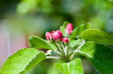 Close up of apple tree branch with pink flower buds and green leaves in spring.