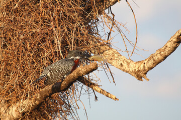 Riesenfischer / Giant kingfisher / Megaceryle maxima